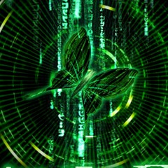 ButterflyBoy_BouncySet.wav