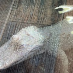 Catch me if I fall mf💯🫣 Remix