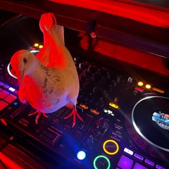 tribesesh 2025.08.11