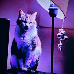 Vibracions Nocturnes