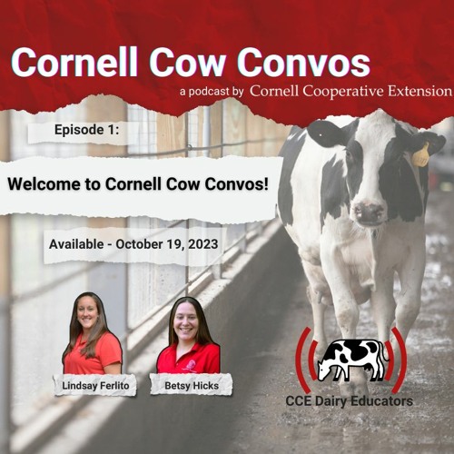 Welcome to Cornell  Cow Convos.
