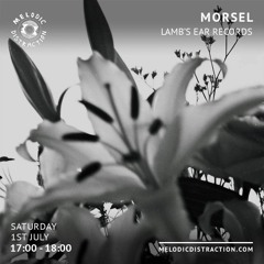Morsel w/ Lambs-ear | Melodic Distraction