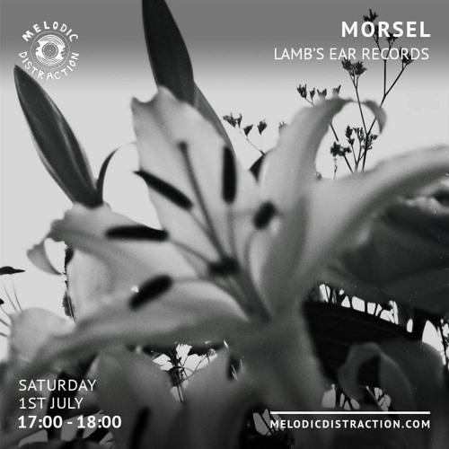 Morsel w/ Lambs-ear | Melodic Distraction