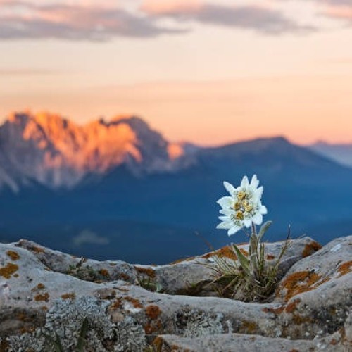 Stream Edelweiss Hey Now By Dj Lekich Listen Online For Free On Soundcloud