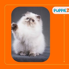 The Majestic Persian Cat Price In India -A Treasure Trove Of Affection And Beauty