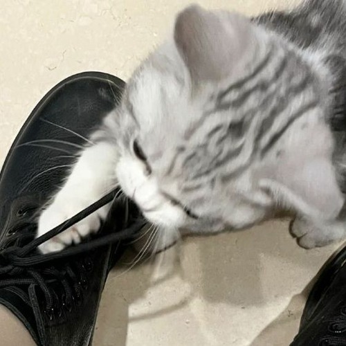 Stream Laufey Playlist By Grey Listen Online For Free On Soundcloud