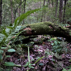 The Swamp Log Deaths On
