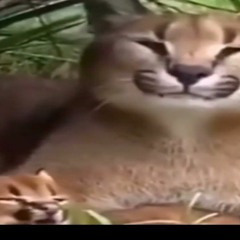 пельмени FUNK