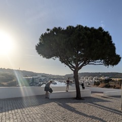 The Tree of Albufeira