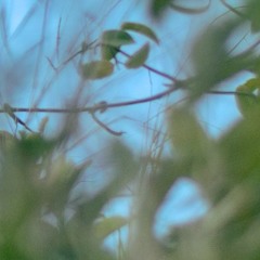 morning sessions no.2