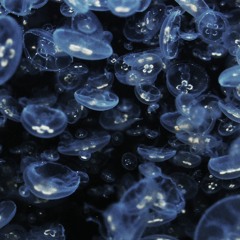 Micronium(3gadgets2020)