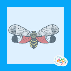 Question Your World - Can nature help stop the spread of spotted lanternflies?