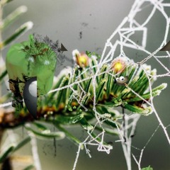 DJALICE BTTRFFLNE RMX;bnc3