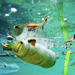 Dead Sea - Bark Filter