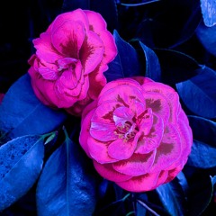 progress, regress (acoustic)