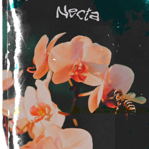 Stream Necta By Thats Listen Online For Free On Soundcloud