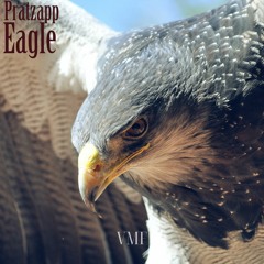 [No Copyright Music] Pratzapp - Eagle [VMF Release]