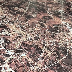 Bloccbaby ready prod E$