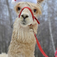 My Codie, My Cookie and Pepe the alpaca.