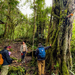 241025 / Play Flora / Diablo Fuerte, Ficus y Poli-Lac/ PNYCH
