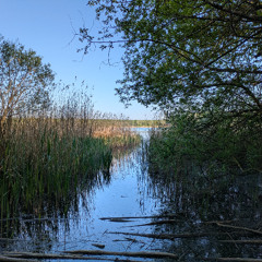 Dusk Chorus  - Lac de Madine, Lorraine, France