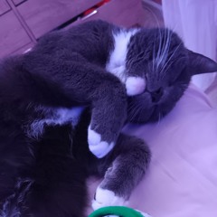 Love to my cat🫶