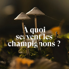 À quoi servent les champignons ?