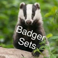 Badger Set 13