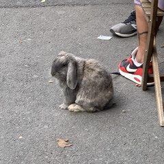 Siste dans demo 1 (akustisk)