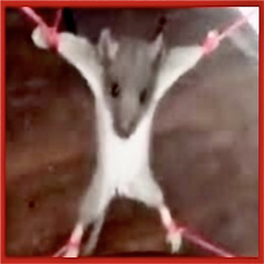 IN HATE (PROD BY.MISTAH RIP666)