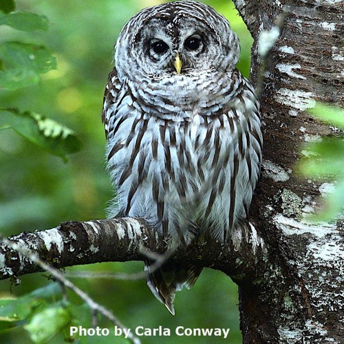 Stream Barred Owl by Sounds from the Wild Country | Listen online for free  on SoundCloud