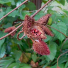 Navidad en la Playa de Hollywood, Florida