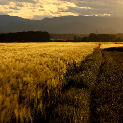 Summer fields Parabolic Dodotronic Stereo and Sennheiser MKH40 stereo - Crickets grasshoopers insects