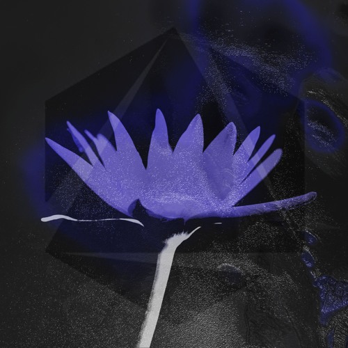 PREMIERE: Isabel Soto & Kevin Ferhati - Wildflower [NYXII]