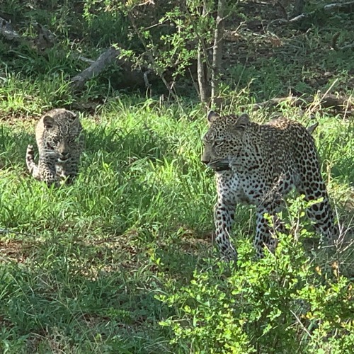 Knee Deep In Singita