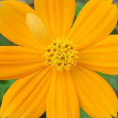 【UTAU音源配布】54273【キラノ FIBONACCI】