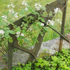 in memoriam :music for the hollowed-out blackberry piano