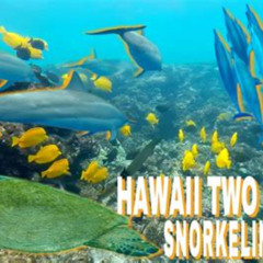 Best Youtube Snorkeling Big Island Hawaii Adventures Aviators Prices Reviews
