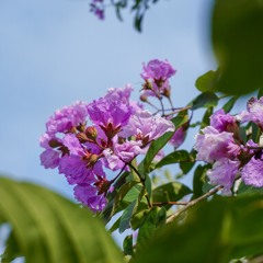 DU YÊN - EP1- XUÂN THÌ - HUẾ XƯA - CẦU DUYÊN - HỒNG DUYÊN (PROD. BY DƯƠNG CẦM)