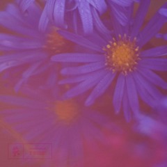 AK & Liam Thomas - Purple