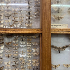 a closer listen for CAMP.fr / 21st December 2025 (Top 20 ACL 2025)