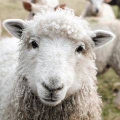 Sheep Song + Prod. Sierra Spooks