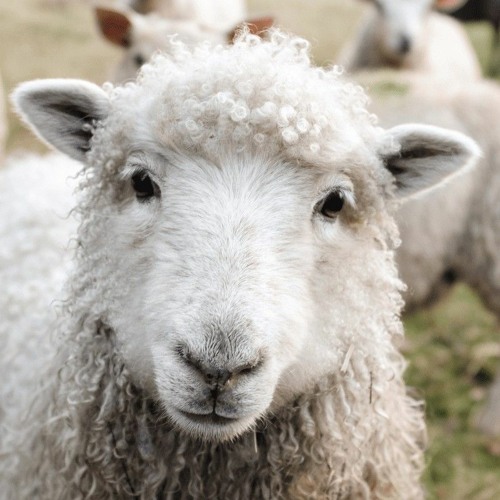 Sheep Song + Prod. Sierra Spooks