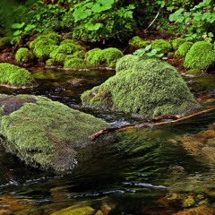 The Waters Of March Etude