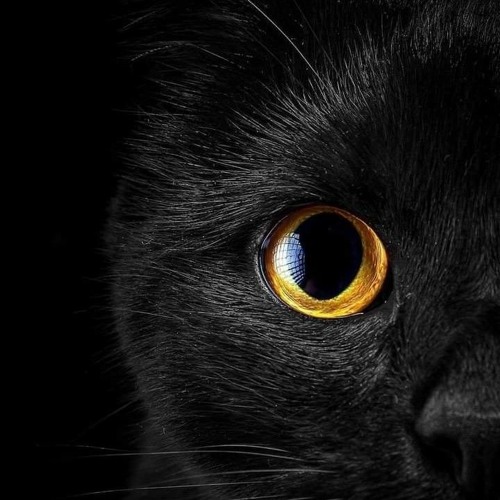 موسيقي الوايلي من تتر البداية لمسلسل سفاح الجيزة