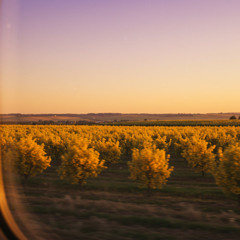 Orchards at Dusk