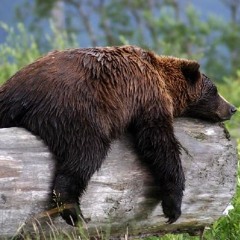Lueur D'espoir Pendant Le Sommeil D'un Ours