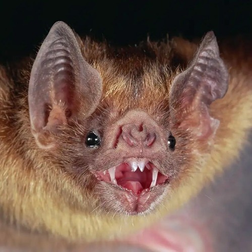 Lord of The Bats - Shoddy Slums