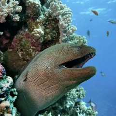 カンフカーン・ブン best background music 履‍♂️ FREE DOWNLOAD