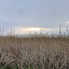 Reedbed pool at dawn, Easter Sunday